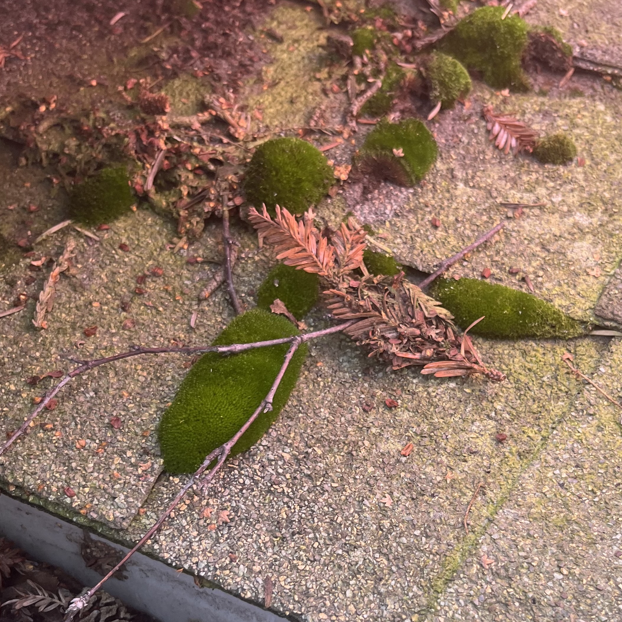 Roof Moss